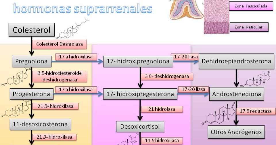 11b hipertensión por deficiencia de hidroxilasa en niños